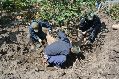 20130403 ハッサク根巻き.jpg
